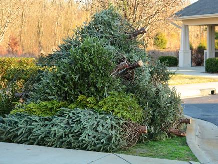 collecte des sapins