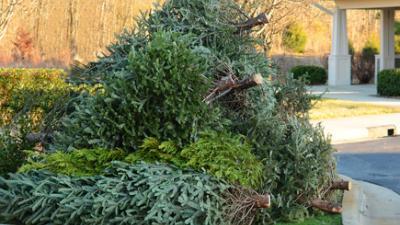 collecte des sapins