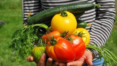 légumes potager