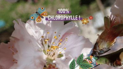 chlorophylle-V2