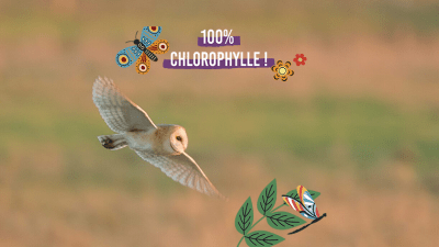 Sorties-Chloro-juillet-chouette-vignette
