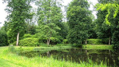 arbres autour d'une mare, paysage verdoyant