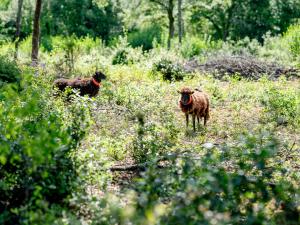 moutons_Chaumes_Boissières