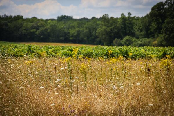 Stratégie-biodiversité-Grand-Cognac-2025-Chaumes-boissières-Grégory-Brandel Stratégie-biodiversité-Grand-Cognac-2025-Chaumes-boissières