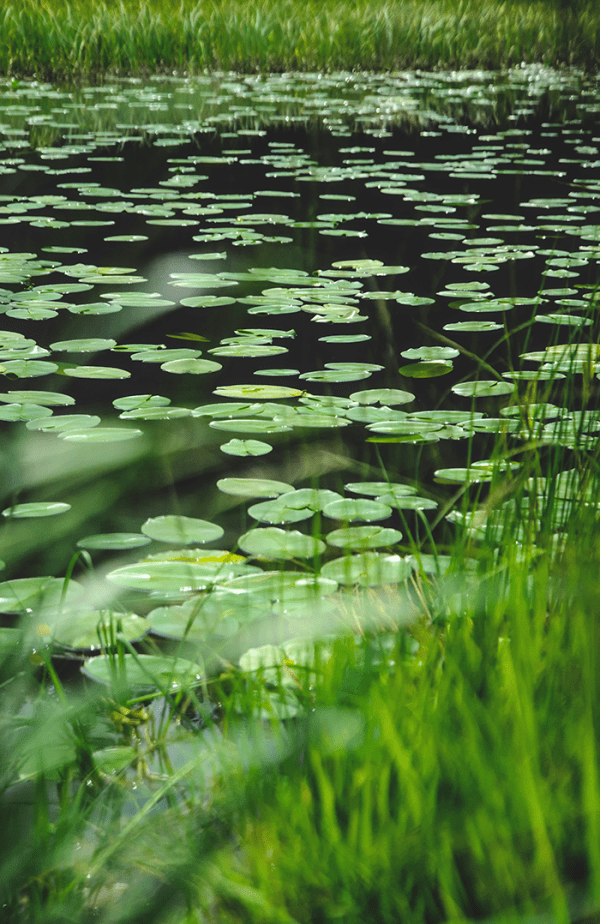 Une mare avec des plantes aquatiques 