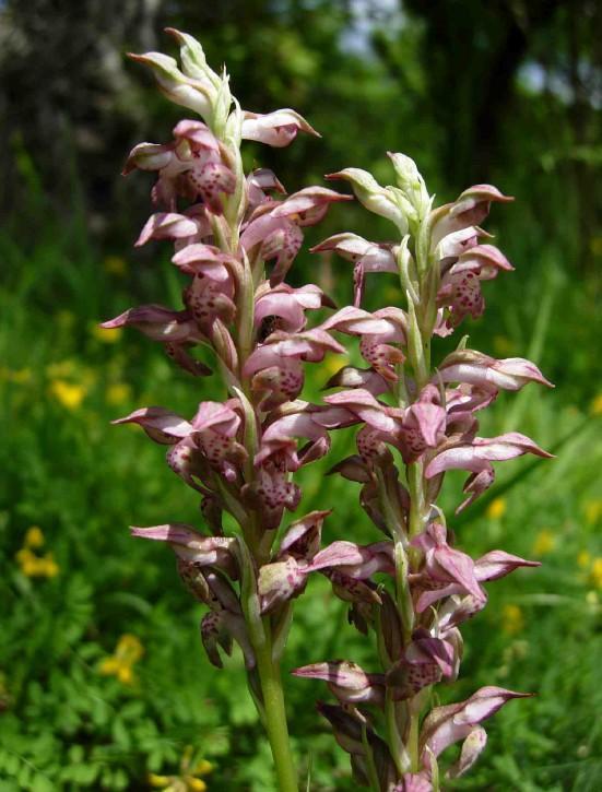 ESCAPADE BOTANIQUE : LES ORCHIDÉES DES CHAUDROLLES