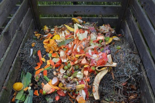 ATELIER BIO-RESSOURCES, LES PETITES BÊTES DU COMPOST