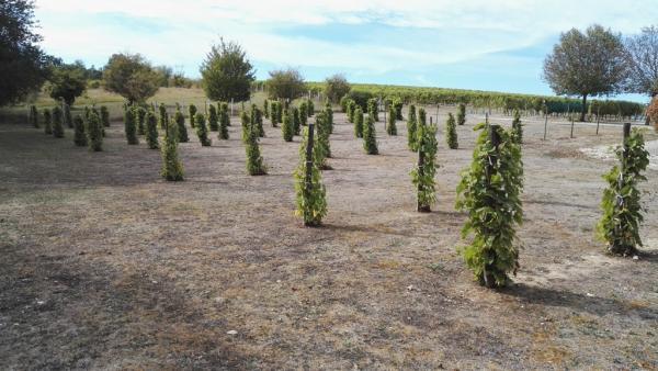 VISITE DU CONSERVATOIRE DU VIGNOBLE CHARENTAIS