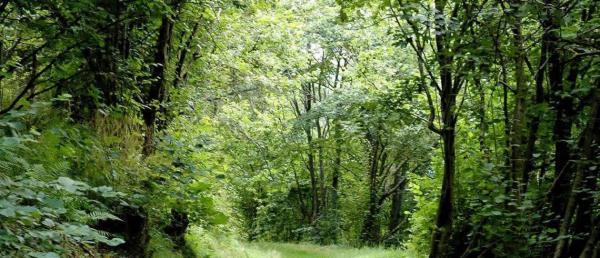 A LA DÉCOUVERTE DES ARBRES