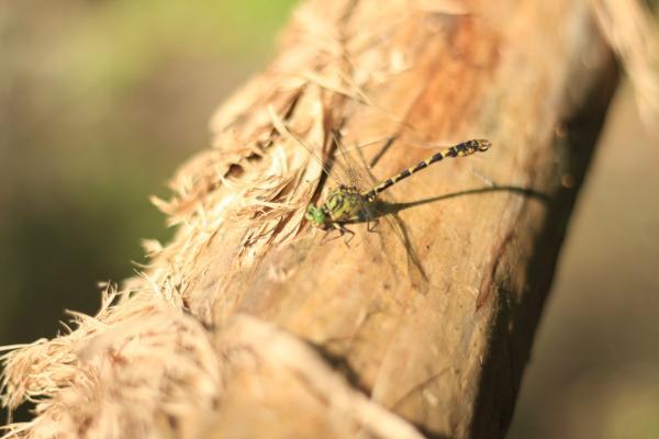 ATELIER PHOTOGRAPHIE NATURALISTE